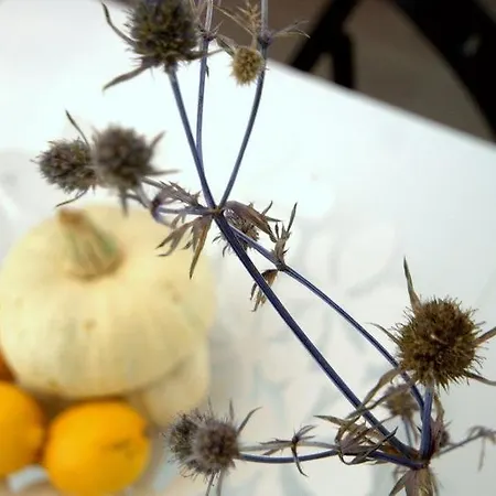 Irs Royal Irs Copernicus Daire